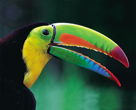 toucanright.jpg (27047 bytes)