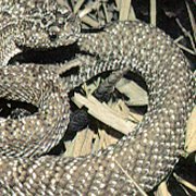 sarattle.jpg (16173 bytes)