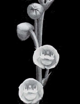 orchid4.jpg (16524 bytes)