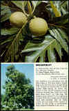 BreadfruitTree.jpg (94817 bytes)