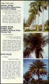 Palms.jpg (85721 bytes)