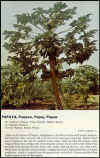 PapayaTree.jpg (81784 bytes)