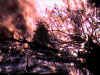 Tree 3 burning.JPG (62582 bytes)
