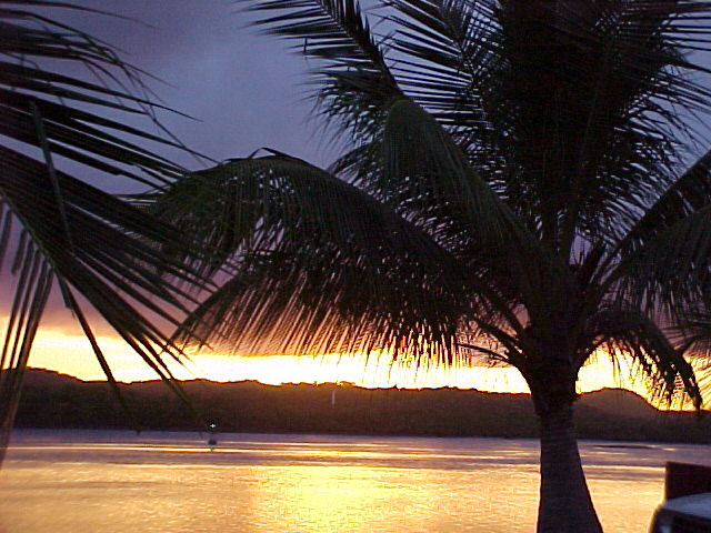 panpalm1.jpg (102750 bytes)