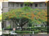 poinciana.jpg (78703 bytes)