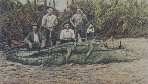 Allegator.jpg (85085 bytes)