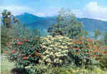 Flowers in Cerro Punta