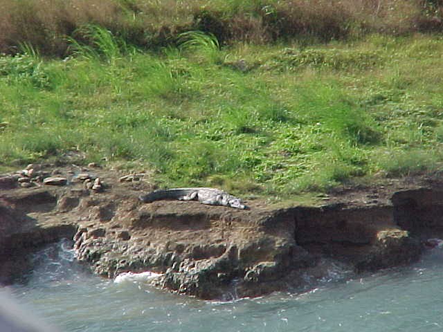 alli1.jpg (84495 bytes)