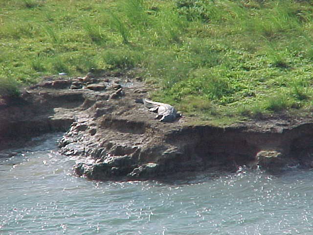 alli2.jpg (94805 bytes)