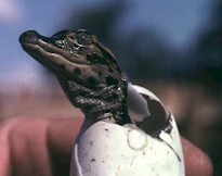 babycroc.jpg (9729 bytes)