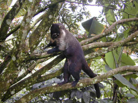 coatimundi.jpg (26590 bytes)