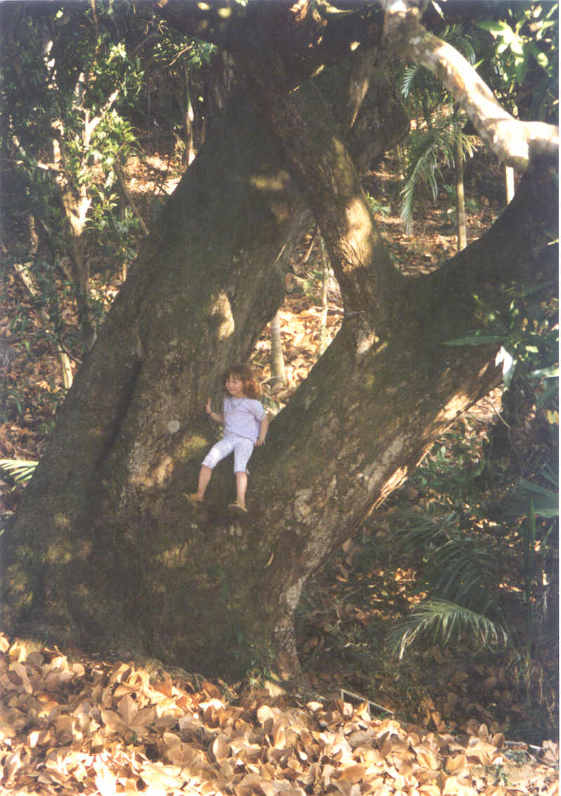 mangotree.jpg (127542 bytes)