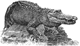crocbw.gif (7773 bytes)